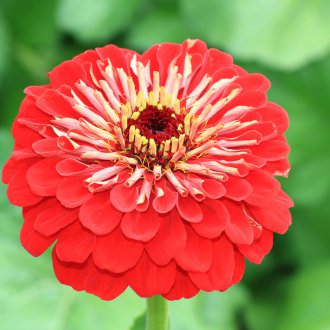 Kırmızı zinnia