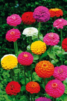 Zinnia dikimi