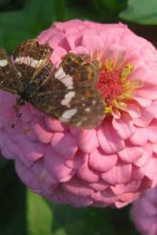 Zinnia pembesi