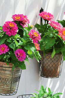 Bahçede Zinnia