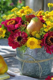 Büyüyen zinnia