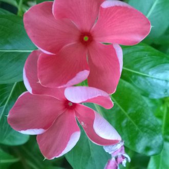 Catharanthus üzüm
