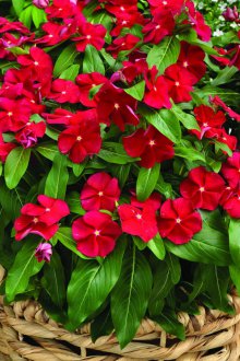 Catharanthus kırmızı