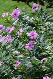 Catharanthus çalı