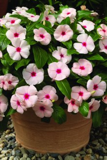 İniş Catharanthus