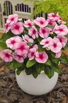 Catharanthus pembe