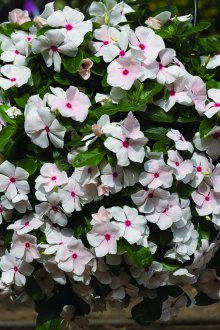 Catharanthus Bakımı