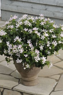 Katarantus akşamı