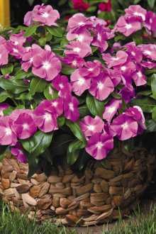 Büyüyen Catharanthus