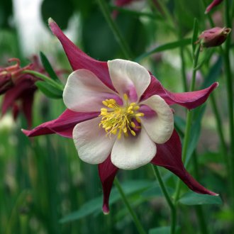Aquilegia floreciente
