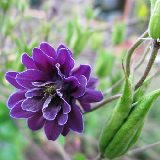 Violeta Aquilegia