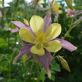 Aquilegia Híbrida