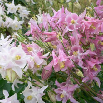 Aquilegia de colombina