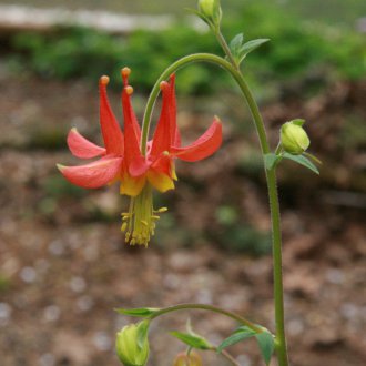 Aquilegia roja