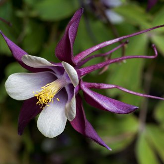 Aterrizaje aquilegia