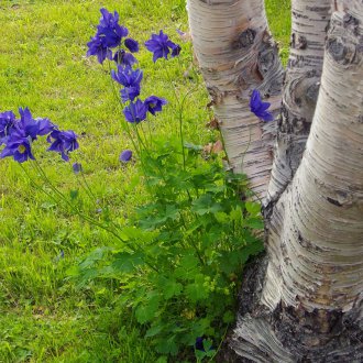 Jardín Aquilegia