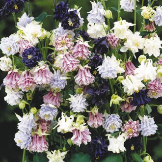 Torre Aquilegia
