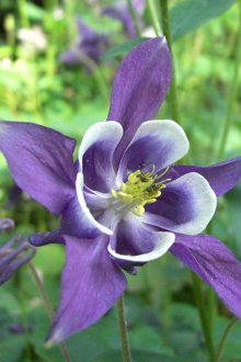 Aquilegia Care