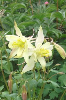 Aquilegia amarilla