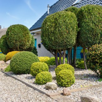 Trees in landscaping