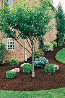 Landscaping plot with hills