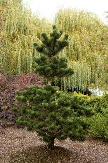 Landscaping plot with coniferous trees