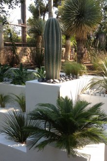 Landscaping of a site with a cactus