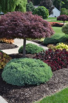 Landscaping with bushes
