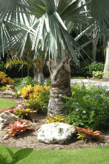 Landscaping with a palm tree