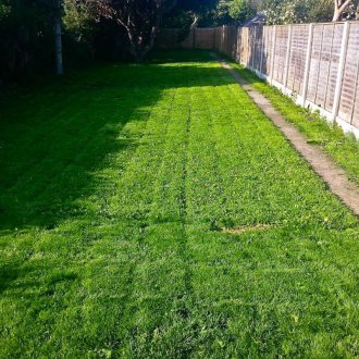 Rolled lawn in the yard