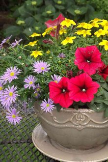 Un letto di fiori da una tazza in campagna