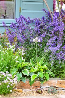 Aiuola di fiori viola nel paese