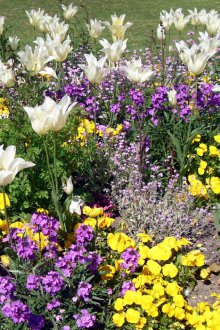 Aiuola di fiori annuali nel paese