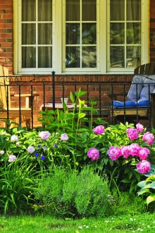 Aiuola con peonie nel paese