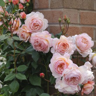 Rose tea nel paesaggio