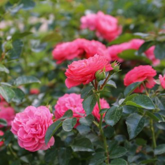 Rose in fiore nel paesaggio