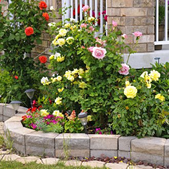 Aiuola di rose nel paesaggio