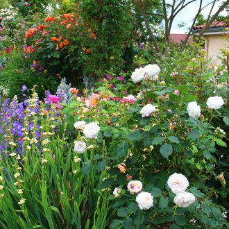 Rose in campagna