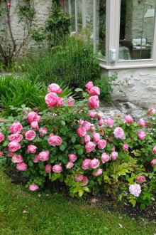 Rose a casa