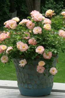 Rose in vasi di fiori