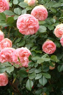 Rosa cinese nella progettazione del paesaggio