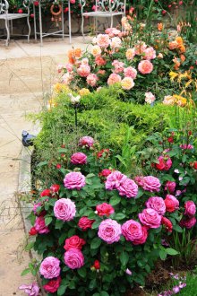 Aiuola di rose in giardino