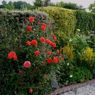 Rose rosse nel paesaggio