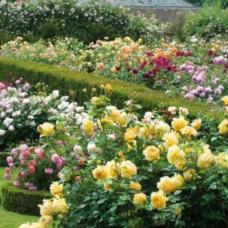 Aiuola rotonda di rose
