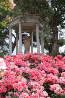 Cespugli di rose nel giardino