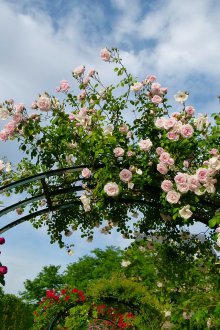 Pergola con rose