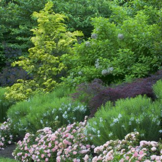 Il giardino è aumentato