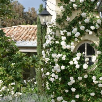Rose nel giardino mediterraneo