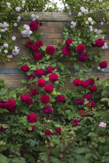 Rosa rosso scuro nel paesaggio