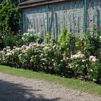 Rosa lungo il recinto